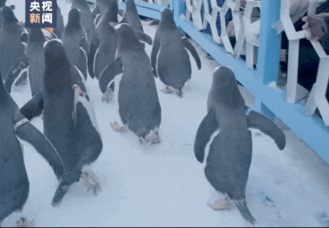 b4be018a5e273ba1264952be827d1360_640_wx_fmt=gif&from=appmsg&wxfrom=5&wx_lazy=1&wx_co=1.gif